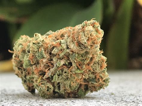 Strain maui wowie. Things To Know About Strain maui wowie. 